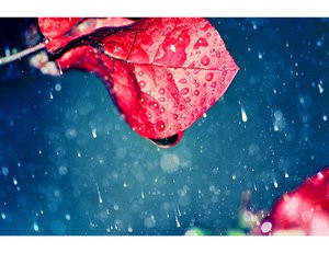 a___love_rain______by_fikreesprojects.jpg